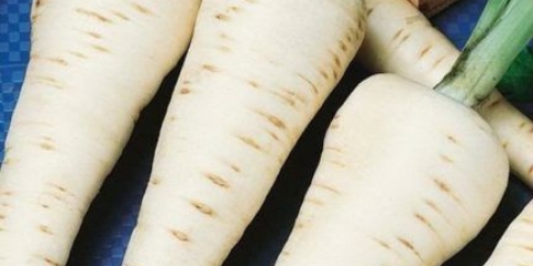 Kako uzgajati pastrnjak iz sjemena kroz rasad i direktnu sjetvu u otvoreno tlo